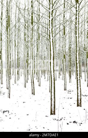 Linee di sottili alberi trunked che si levano in piedi fuori su una piantagione o somwhere che sono stati piantati in linee regimentate che generano i modelli astratti nel paesaggio coperto di neve in questa scena di inverno. Foto Stock