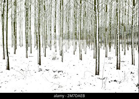 Linee di sottili alberi trunked che si levano in piedi fuori su una piantagione o somwhere che sono stati piantati in linee regimentate che generano i modelli astratti nel paesaggio coperto di neve in questa scena di inverno. Foto Stock