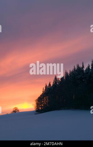 Paesaggi innevati nel Regno Unito con un tramonto spettacolare come i suns scende al di sotto dell'orizzonte il cielo brucia una profonda adn arancione è compensata con il blu profondo degli alberi in primo piano e la coperta di neve i campi. Foto Stock