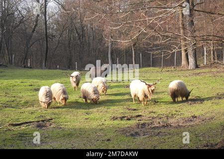 Un gregge di pecora ungherese Hortobagy Racka con corna a spirale distintive in un campo, Szigethalom, Ungheria Foto Stock