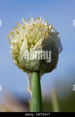 La fioritura teste di seme di una cipolla o alium impianto apre al sole. Foto Stock