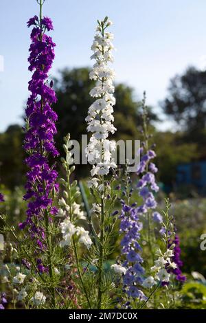 Le alte guglie o punte del fiore larkspur stand alto e verticale su un allotment o giardino nella campagna britannica come fiore tradizionale del giardino del cottage. Foto Stock