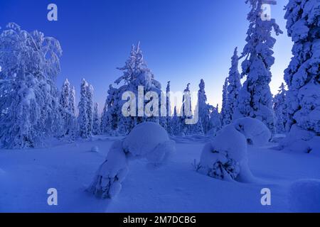 Alberi ghiacciati nel paesaggio invernale della Lapponia finlandese al crepuscolo Foto Stock