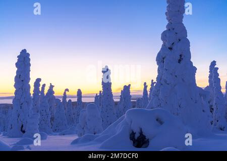 Alberi ghiacciati innevati illuminati dal cielo multicolore durante l'ora blu, Parco Nazionale di Riisitunturi, Posio, Lapponia, Finlandia Foto Stock