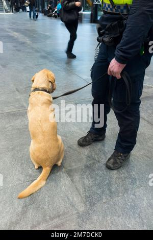 Cane sniffer della polizia in un aeroporto svizzero / francese e stazione ferroviaria interscambio, sul fiammante per sostanze illegali come droghe o esplosivi. (133) Foto Stock