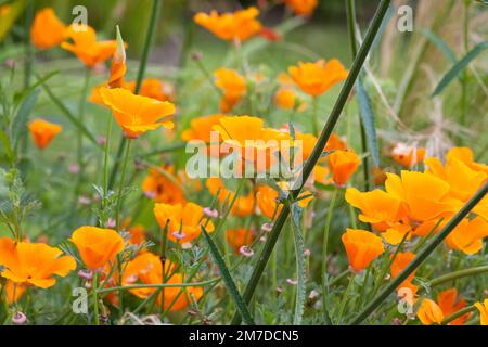 Papaveri californiani fioriti in un letto in un giardino int eh UK. Foto Stock