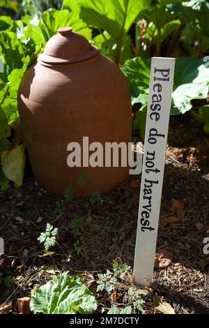 Una terracotta campana di vetro usato per forzare il rabarbaro è immesso al di sopra delle giovani piante per tenerli al buio per aiutare a mantenere i gambi di frutta dolce e succosa come crescono nello spazio racchiuso. Un segno nelle vicinanze chiede per le persone di non scegliere l'impianto. Foto Stock