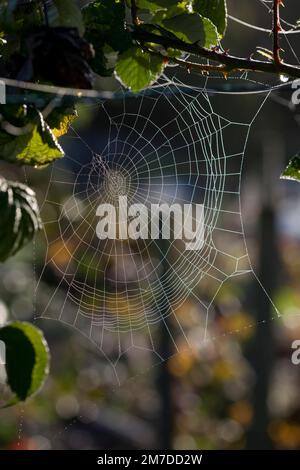 Ragnatela o ragni veli appesi da morire di piante in un giardino nella luce del mattino, coperto di rugiada e luccicante in autunno o cadere sunshine i veli rendono i modelli astratti tra le piante. Foto Stock