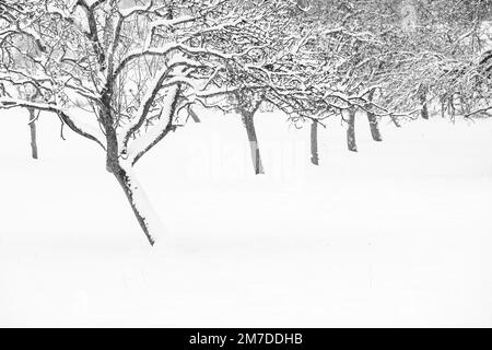 Alberi coperti di uno spesso strato di neve durante l'inverno nel Regno Unito. Foto Stock