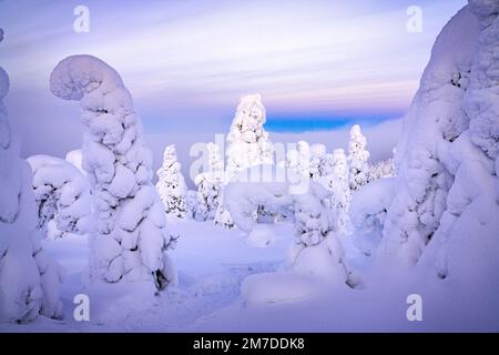 Sculture di ghiaccio nel paesaggio artico innevato, Parco Nazionale di Oulanka, Ruka Kuusamo, Lapponia, Finlandia Foto Stock