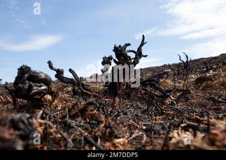 I resti carbonizzati di erica e altre piante su un lato della collina nel Regno Unito dopo la combustione controllata o dopo un incendio della spazzola. Foto Stock