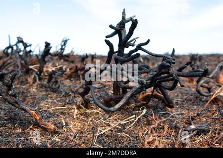 I resti carbonizzati di erica e altre piante su un lato della collina nel Regno Unito dopo la combustione controllata o dopo un incendio della spazzola. Foto Stock