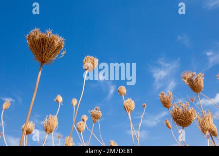 Una testa di seme essiccata di una pianta appassita e gialla contro un profondo cielo blus. Foto Stock