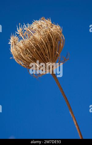 Una testa di seme essiccata di una pianta appassita e gialla contro un profondo cielo blus. Foto Stock