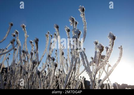 Le canne morte o le erbe coperte da una fitta brina di remi o brina nelle cotswolds risaltano contro un cielo blu profondo. Foto Stock