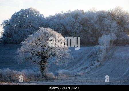 Un disco frost copre la campagna britannica in Cotswolds ruotando gli alberi, erbe e i campi in bianco. Conosciuta come una rima frost il paesaggio ha congelato nel profondo dell'inverno. Foto Stock