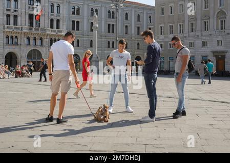 Uomini con cani, vista in estate di un gruppo di giovani che guardano due cuccioli in gioco, Piazza unita d'Italia, Trieste, Friuli Venezia Giulia, Italia Foto Stock