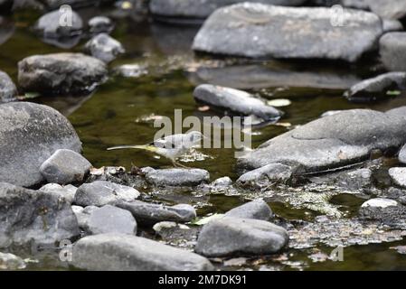 Wagtail Grigio femminile (Motacilla cinerea) in piedi sulla cima di una pietra sul fiume Rhiw affluente, a destra-profilo tra ciottoli e acque poco profonde, UK Foto Stock