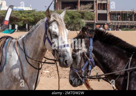 Primo piano di un cavallo bianco e di un cavallo nero faccia a faccia e imbrigliato Foto Stock