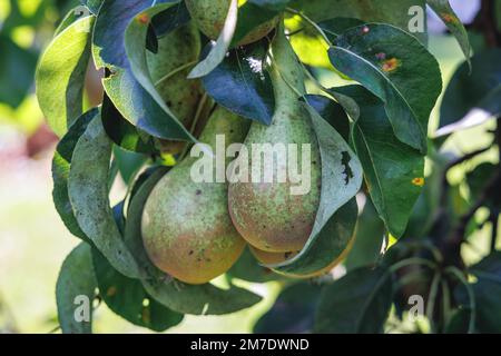 Pero conferenza in un giardino su una campagna polacca Foto Stock