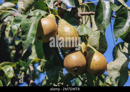 Pero conferenza in un giardino su una campagna polacca Foto Stock