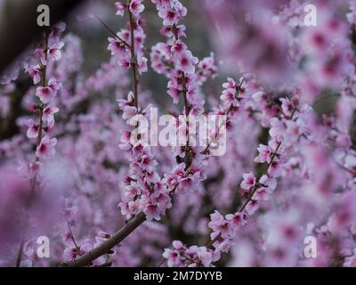 albero fiorito di recente con fiori di pesche bianche e rosa Foto Stock