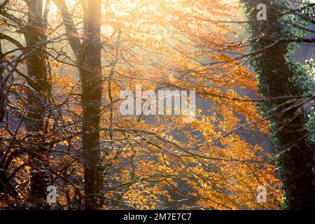 Foglie su un albero di faggio incandescente arancione e oro come thye sono retroilluminati dal sole d'inverno. Foto Stock