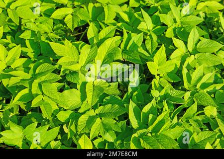 Giersch foglie, Aegopodium podagraria, primo piano Foto Stock