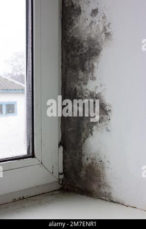 La finestra è coperta di muffa nel mezzo della casa. Forte formazione di fungo nero. Umidità eccessiva e condensa formavano un coati nero Foto Stock