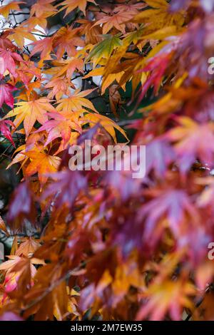 In autunno o in autunno arriva alberi iniziano a girare e lascia prendere su colori vivaci la creazione di visualizzatori di rossi e arancioni e gialli nella foresta. Foto Stock