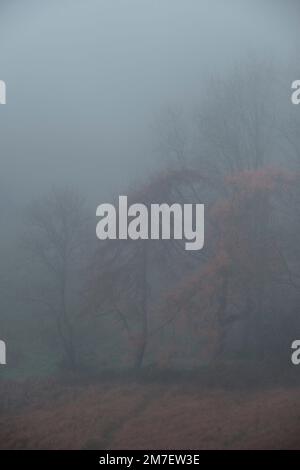 Un piccolo gruppo di alberi almsot nascosto nella fitta nebbia in autunno. Foto Stock