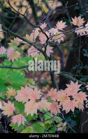 In autunno o in autunno arriva alberi iniziano a girare e lascia prendere su colori vivaci la creazione di visualizzatori di rossi e arancioni e gialli nella foresta. Foto Stock