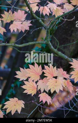 In autunno o in autunno arriva alberi iniziano a girare e lascia prendere su colori vivaci la creazione di visualizzatori di rossi e arancioni e gialli nella foresta. Foto Stock