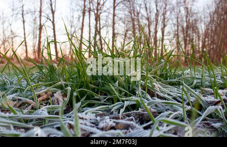 Cespugli di grano con foglie congelate in primavera. Il grano invernale è coperto di gelo che si scioglie sotto i raggi del sole del mattino. Foto Stock