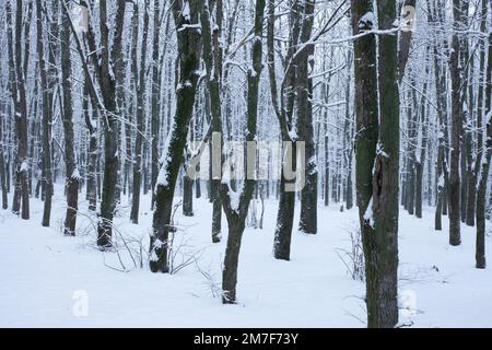 Posto alto per i cacciatori in inverno in una foresta mista con molta neve. Foto Stock
