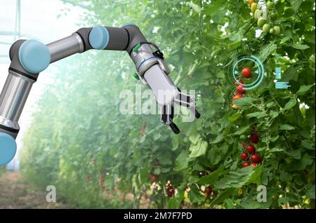 Robot lavora in serra con pomodori. Agricoltura intelligente e agricoltura digitale 4.0 Foto Stock