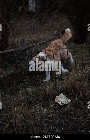 Il cane sta correndo nel giardino Foto Stock