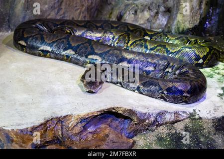 Serpente di pitone reticolato. Rettili e rettili. Anfibi e anfibi. Fauna tropicale. Fauna selvatica e zoologia. Natura e fotografia animale. Foto Stock