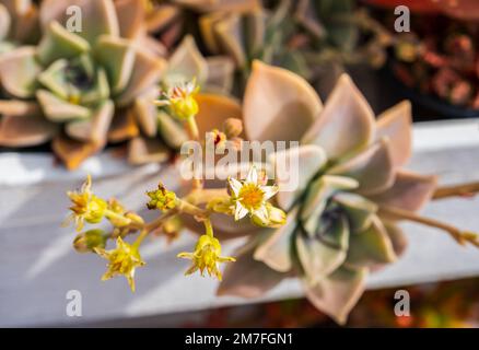 Primo piano della pianta del Graptopetalum Paraguayense con fiori gialli nel giardino di casa. Foto Stock