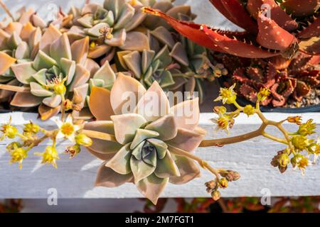 Primo piano della pianta del Graptopetalum Paraguayense con fiori gialli nel giardino di casa Foto Stock