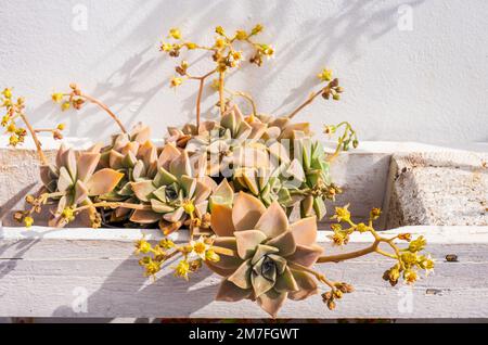 Primo piano della pianta del Graptopetalum Paraguayense con fiori gialli nel giardino di casa. Foto Stock