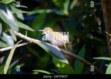 Tailorbird comune circa volare via Foto Stock