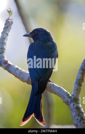 Drongo dalle ventre bianche su un ramo Foto Stock