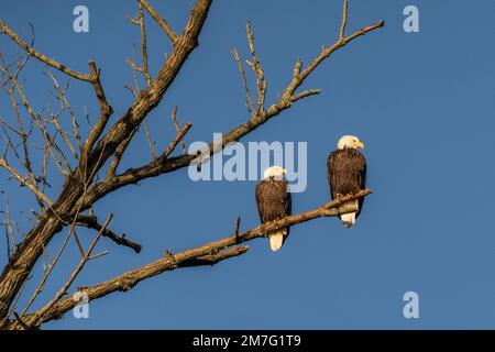 Due aquile di Bald (Haliaeetus leucocephalus) appollaiate sull'albero il giorno freddo in inverno Foto Stock