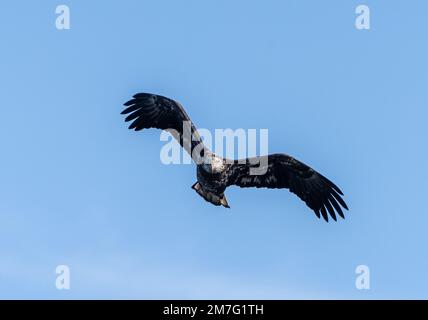 Bald Eagle volando verso la fotocamera contro uno sfondo blu cielo a Conowingo Dam, Maryland Foto Stock