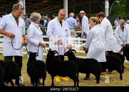 Pecore Hebridean (pulci neri, corna, pecore ariete) in piedi con agricoltori (uomini donne) in linea per giudicare - il Great Yorkshire Show, Harrogate Inghilterra UK. Foto Stock