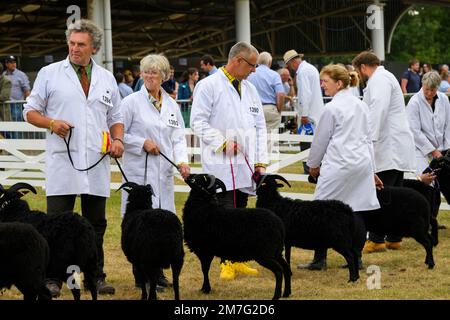 Pecore Hebridean (pulci neri, corna, pecore ariete) in piedi con agricoltori (uomini donne) in linea per giudicare - il Great Yorkshire Show, Harrogate Inghilterra UK. Foto Stock