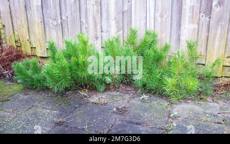 Pini nani di montagna (Pinus mugo) in un giardino Foto Stock