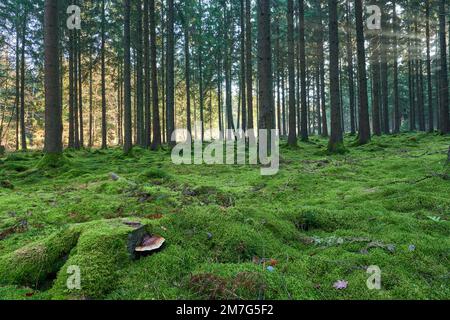 Märchenhafter Hochwald mit komplett moosbewachsenen Waldboden und fabelhaftem Baumpilz im Vordergrund Foto Stock