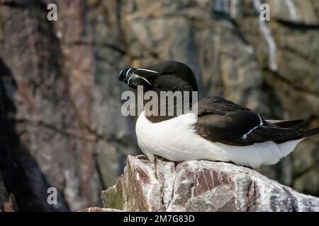 Le colonie di Razorbill e Guillemot nidificano sulle scogliere del mare nel Regno Unito Foto Stock